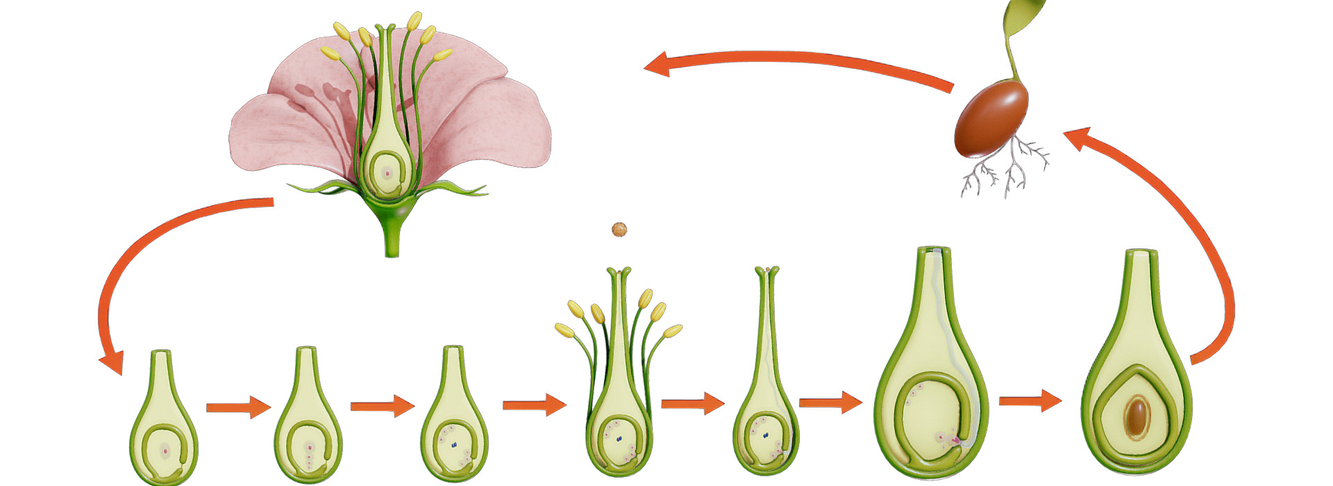 Parts of A Flower Ovary Stages FlippedNormals