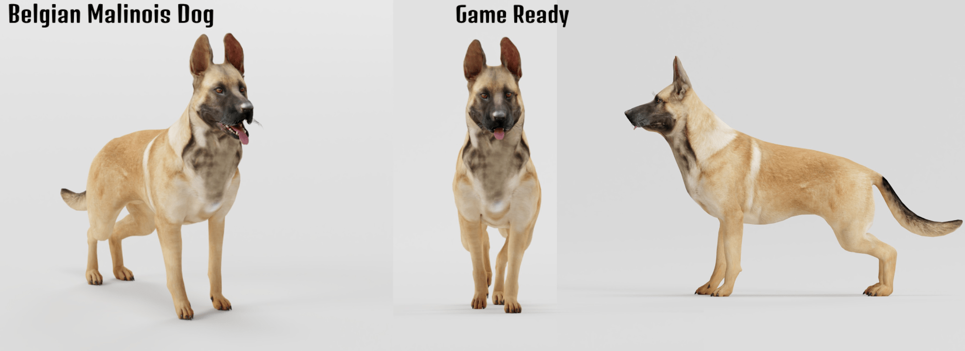 Belgian Malinois Dog Breed FlippedNormals