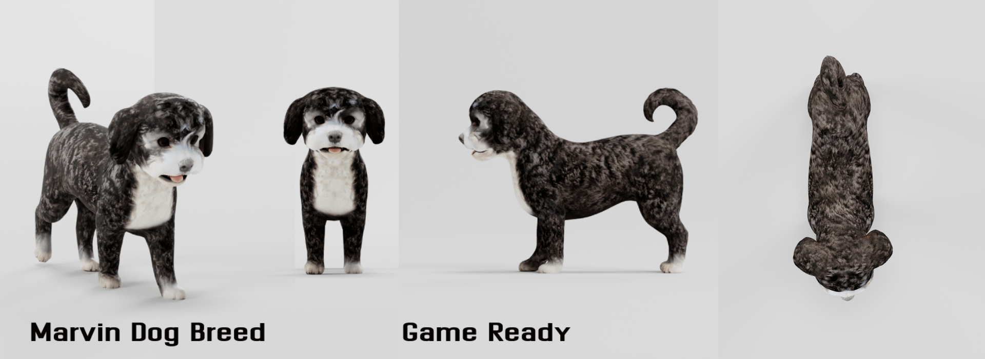 Havanese Dog Breed Marvin FlippedNormals