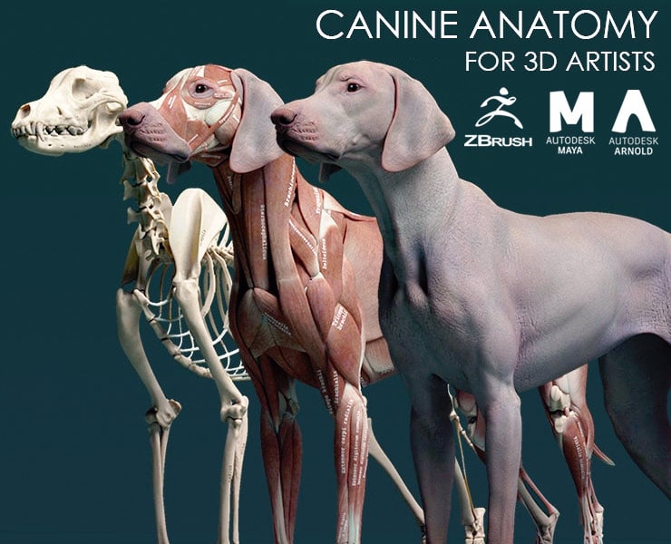 Canine Anatomy Model for 3D Artists FlippedNormals