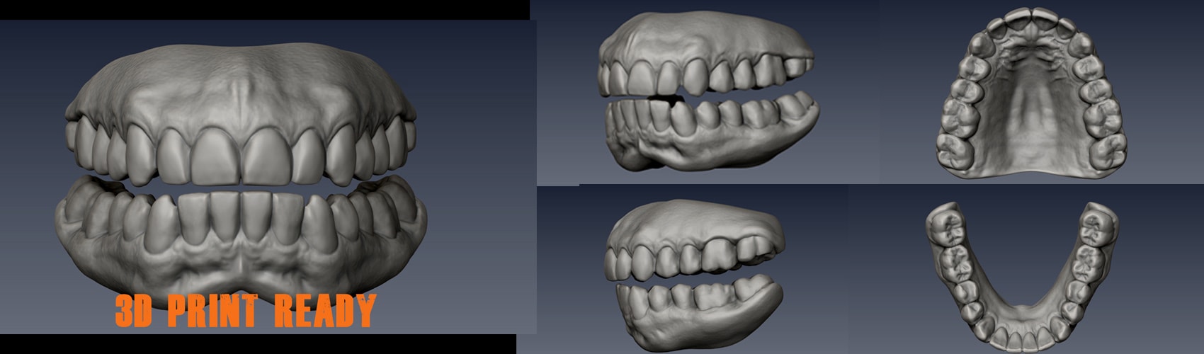 Realistic Teeth Zbrush File from FlippedNormals