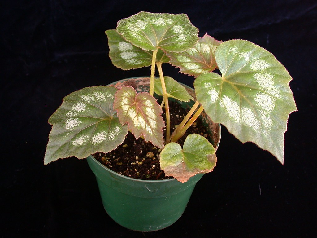 34 Houseplants that are Toxic to Dogs GharPedia