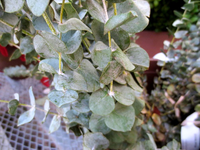 34 Houseplants that are Toxic to Dogs GharPedia