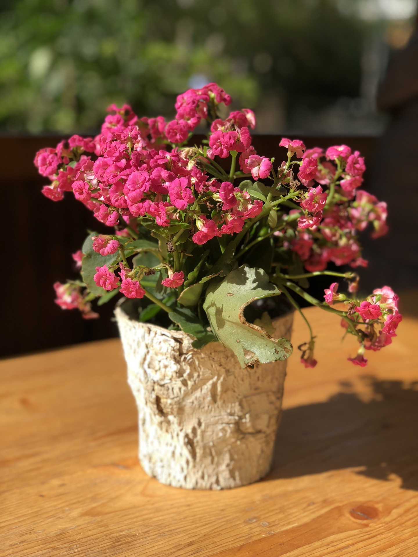 34 Houseplants that are Toxic to Dogs GharPedia