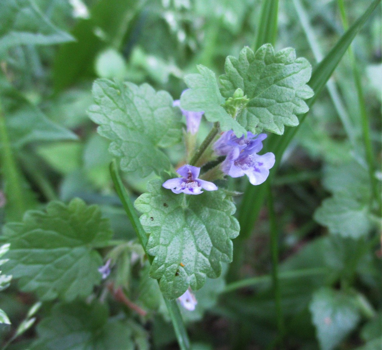 25 Safe Houseplants for Cat and Dog GharPedia Exclusive