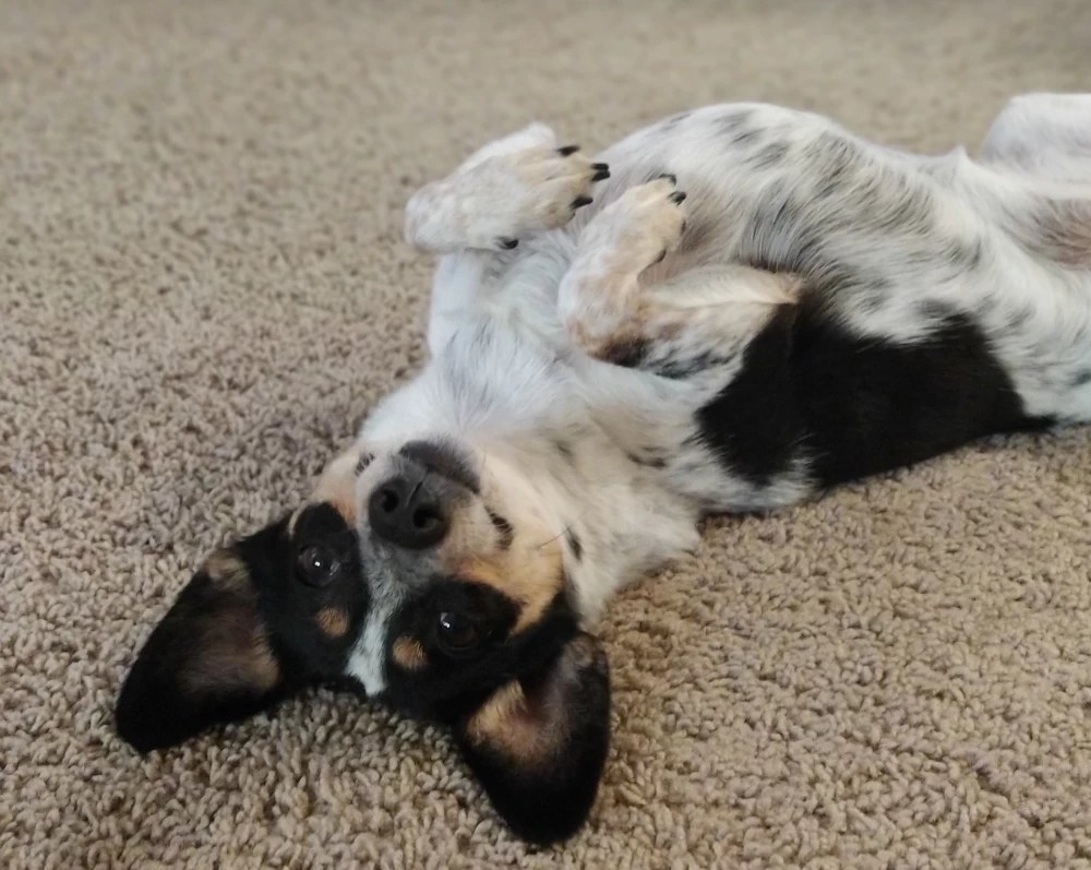 North Seattle Carpet Cleaning Seattle WA Goodviser