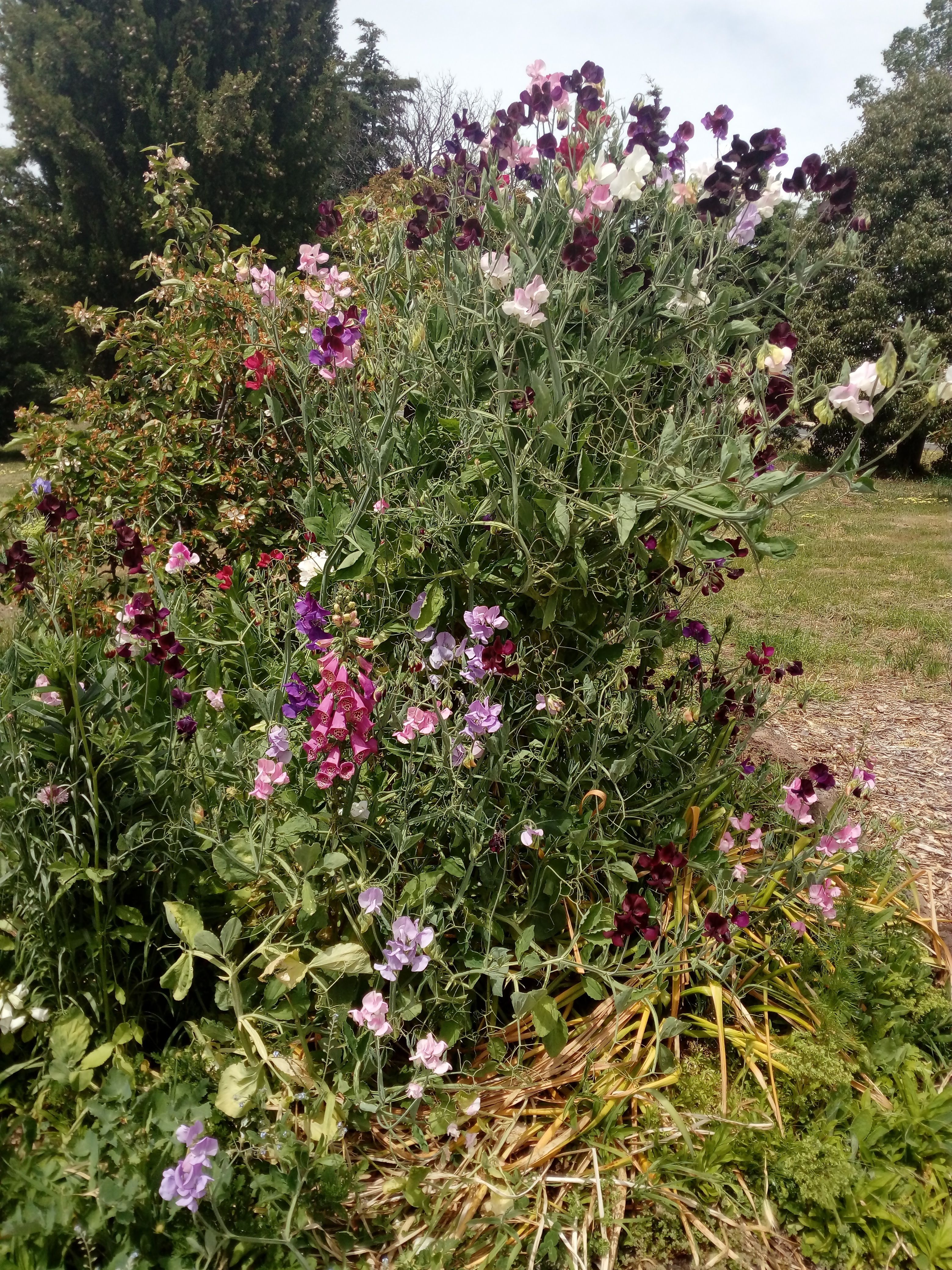 Country English Style Home with 4 bedrooms and 2 bathrooms Campbell