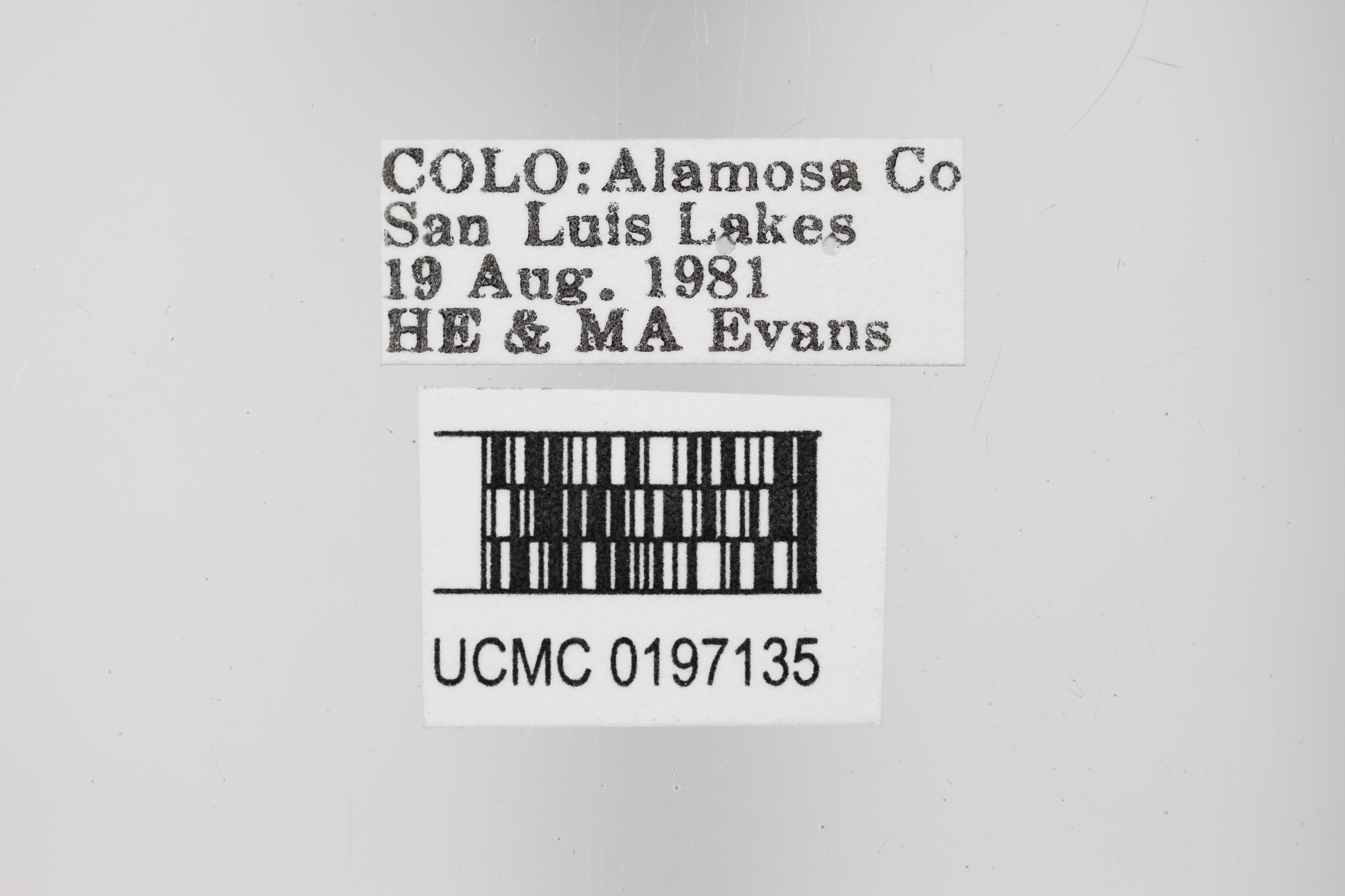 Encopognathus wenonah (Banks, 1921)