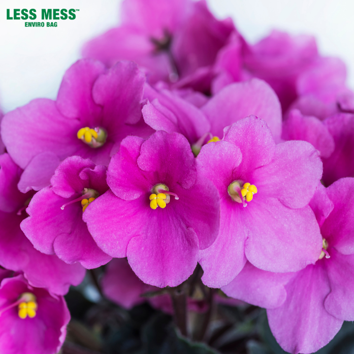 Less Mess Canada Best Flowers for your House in Canada