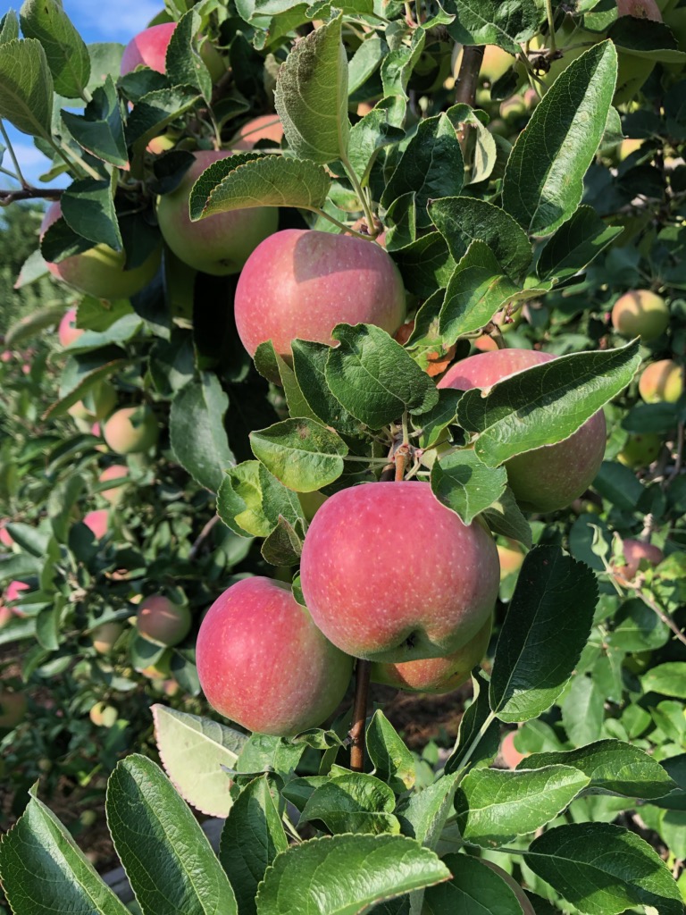 It's Apple Picking Time at Farmer Dave's in Dracut and Westford
