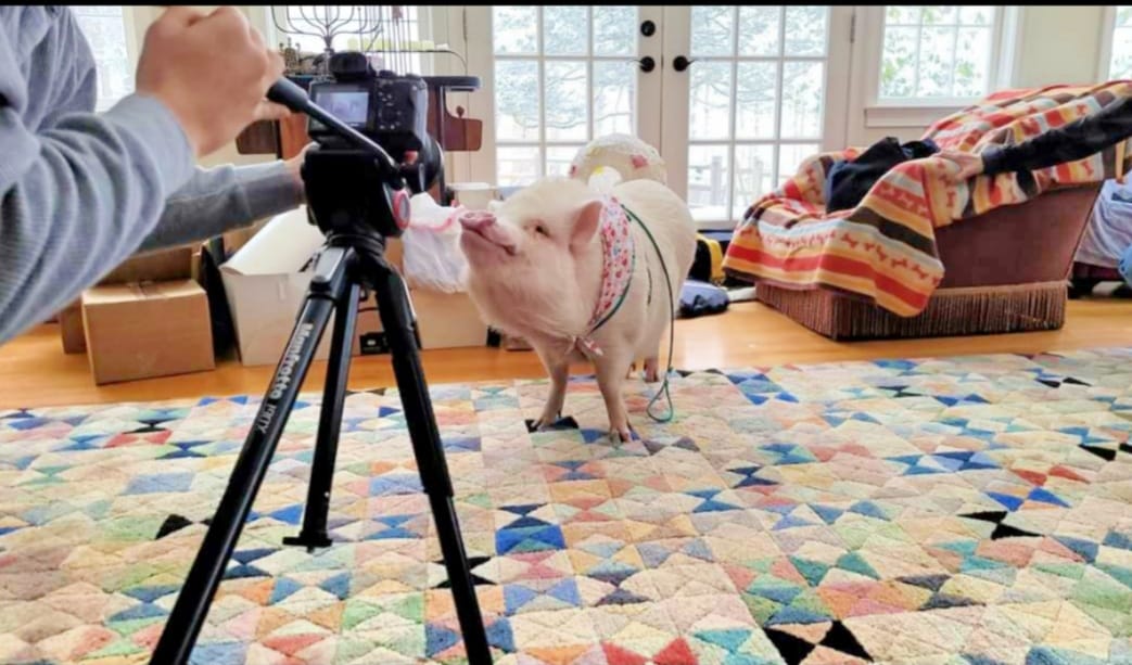 Check Out Gilbert The Party Pig Macaroni KID Enfield