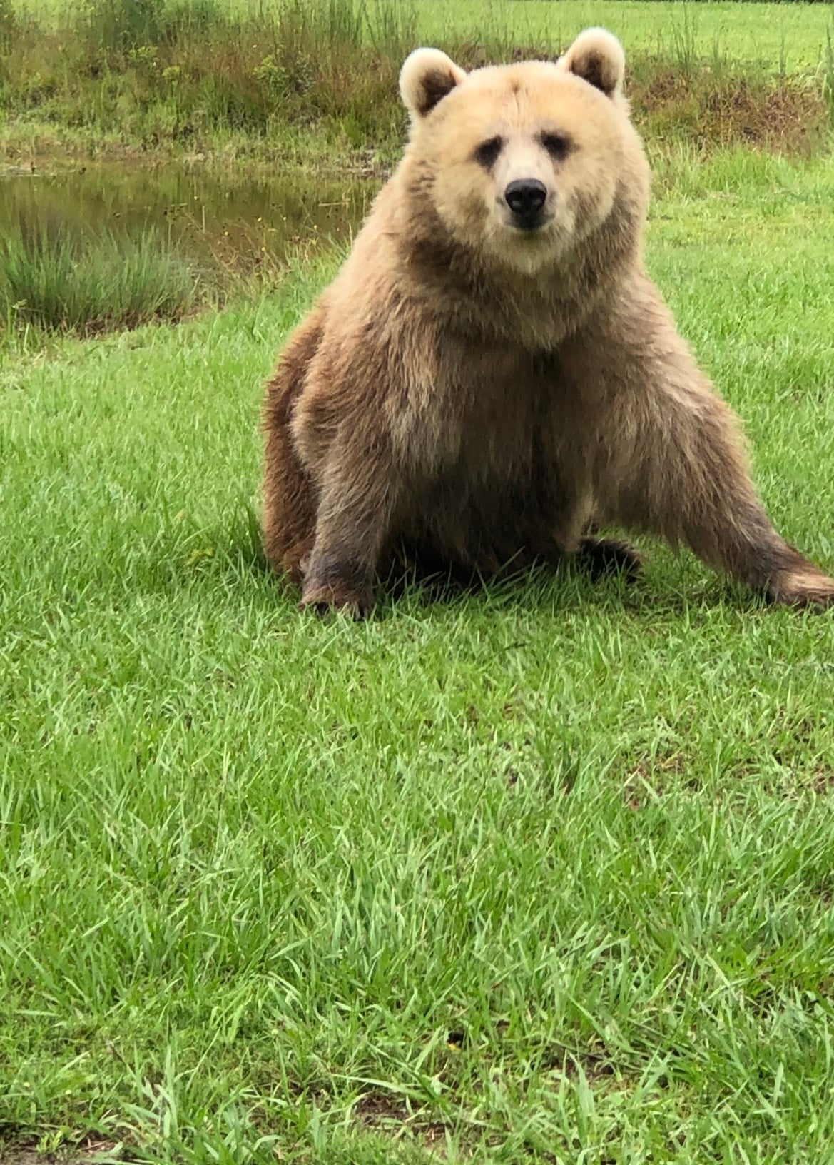 Bearadise Ranch Bear Preserve Macaroni KID Bradenton