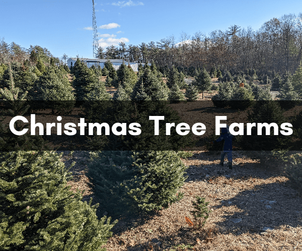 Christmas Tree Farms Macaroni KID Saugerties Catskill Hudson