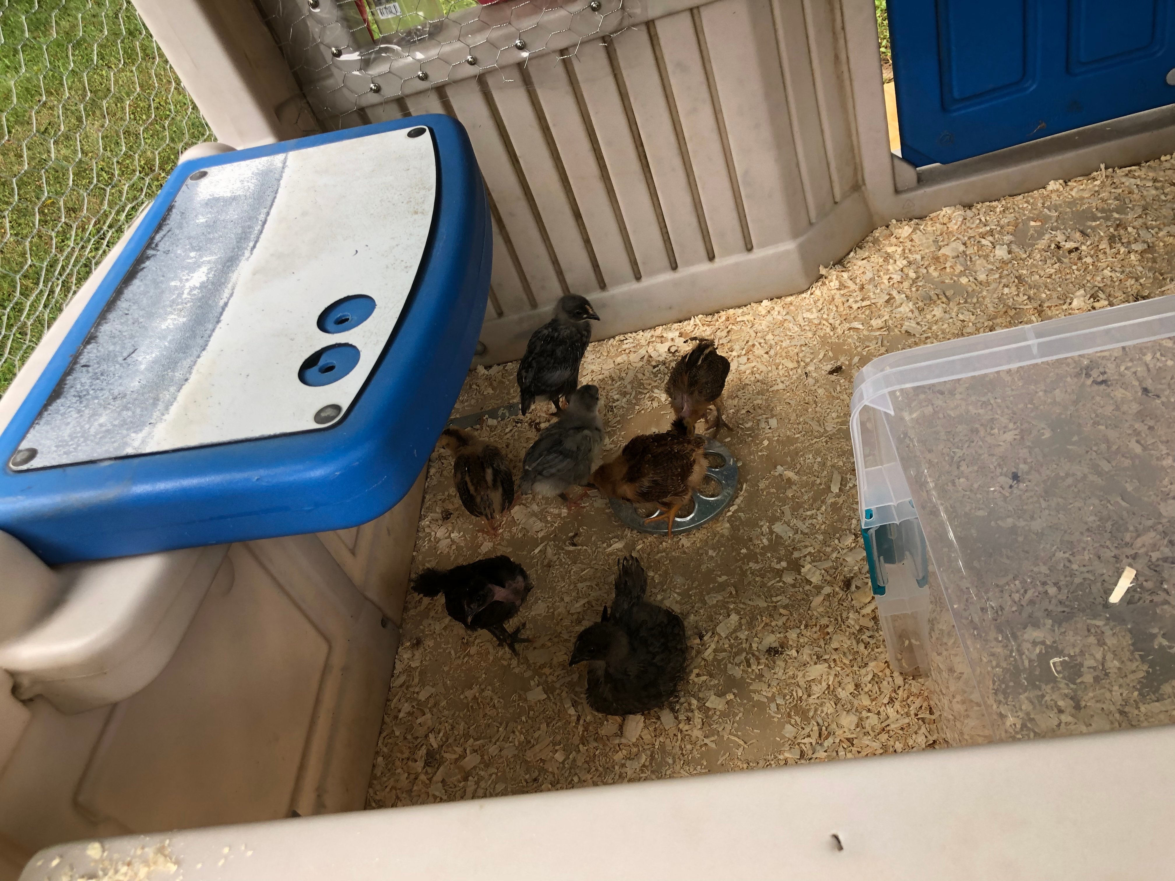 Raising Backyard Chickens in Westchester Macaroni KID White Plains