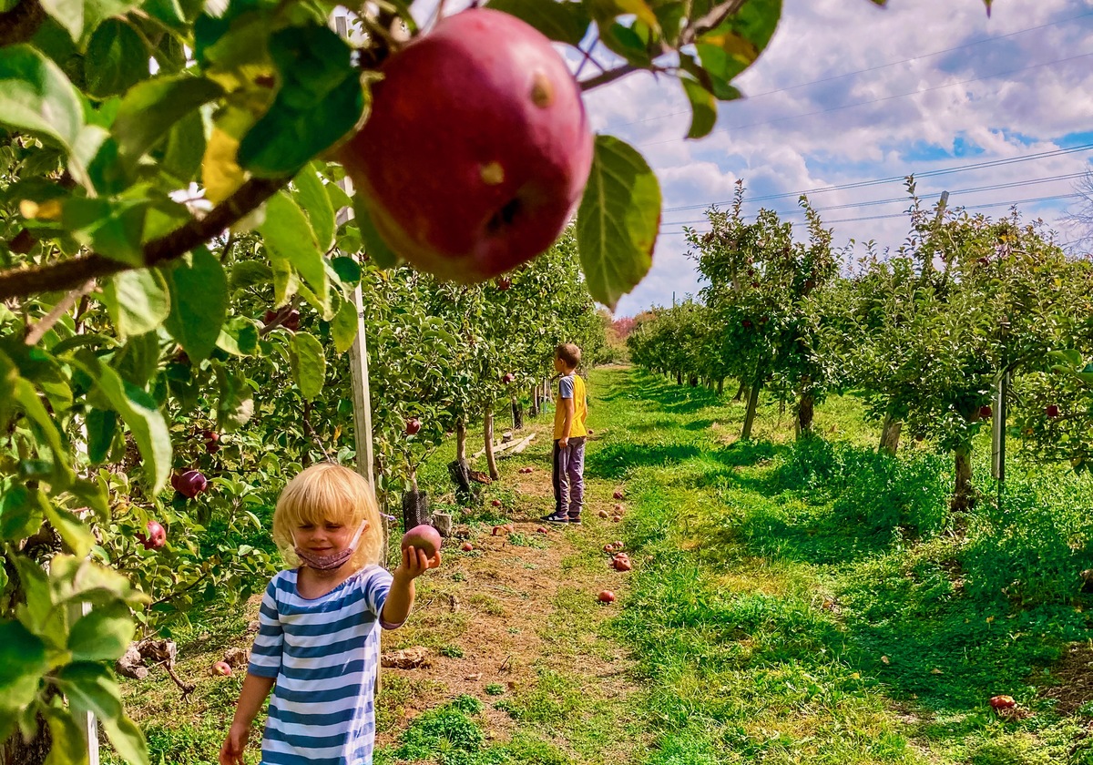 Your Guide to the Apple Picking in the Berkshires Macaroni KID Berkshires