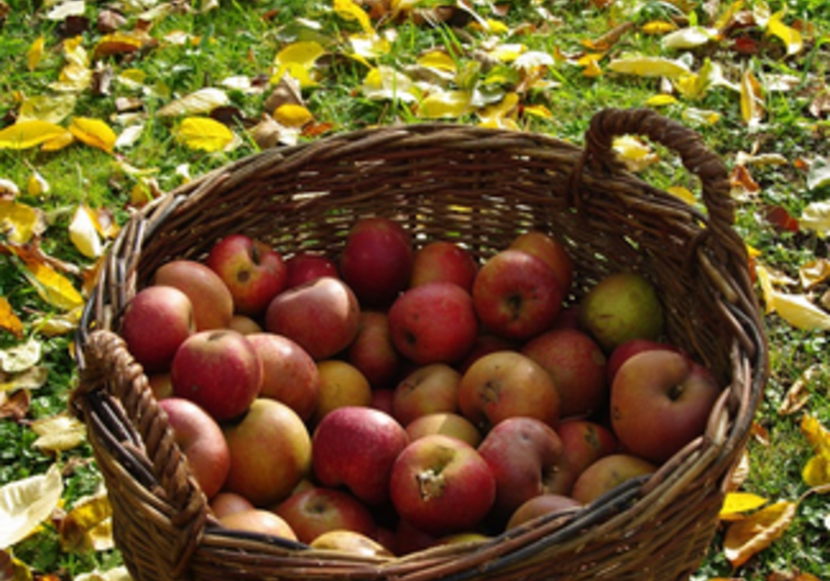 Fall Fun in the Twin Cities Macaroni Kid Coon RapidsBlaineAndover