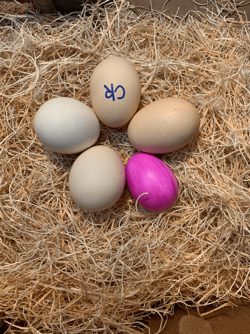 Cornish X Rock Cross