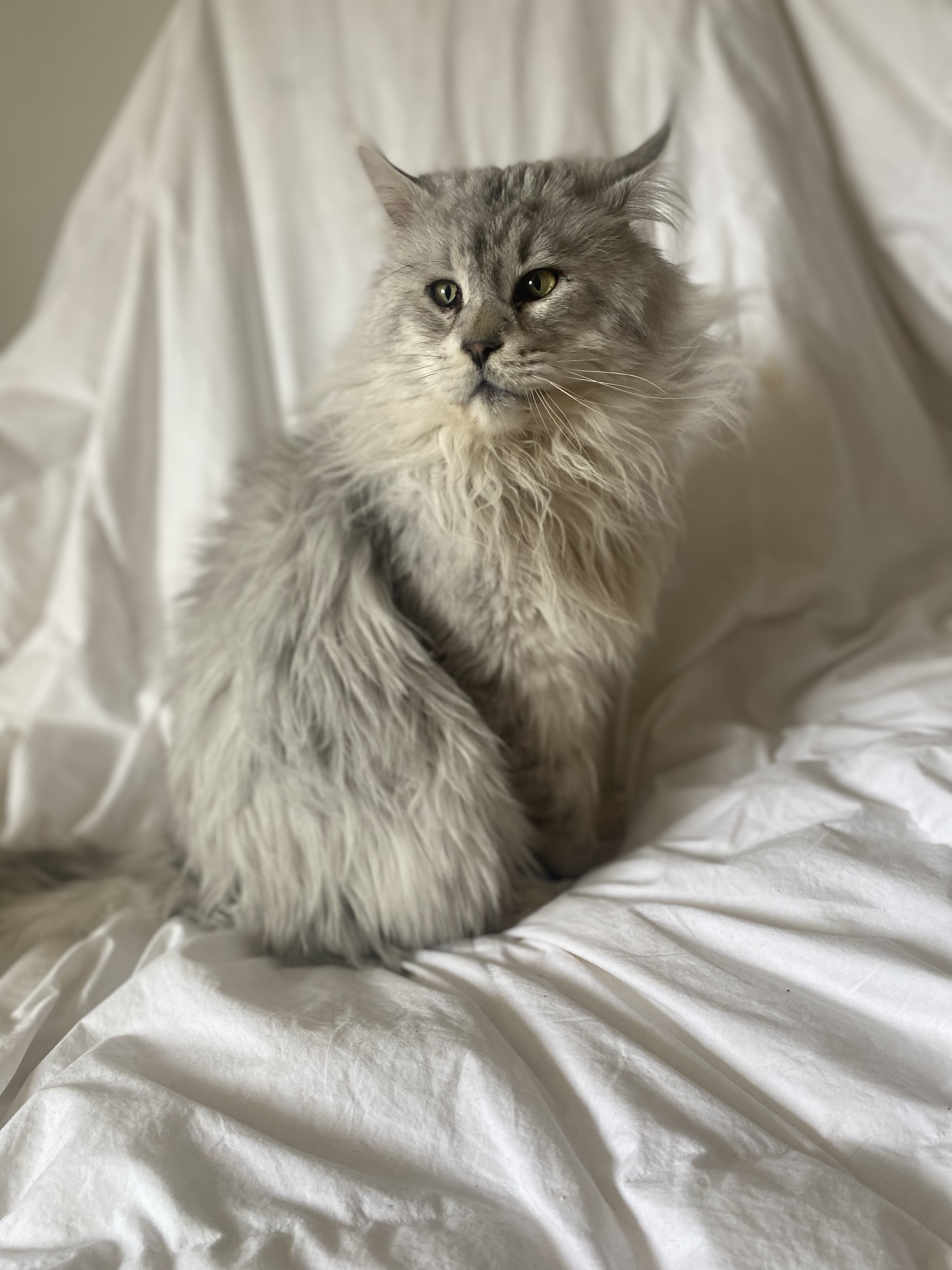 WHY IS THE TABY MAINE COON VERY POPULAR?