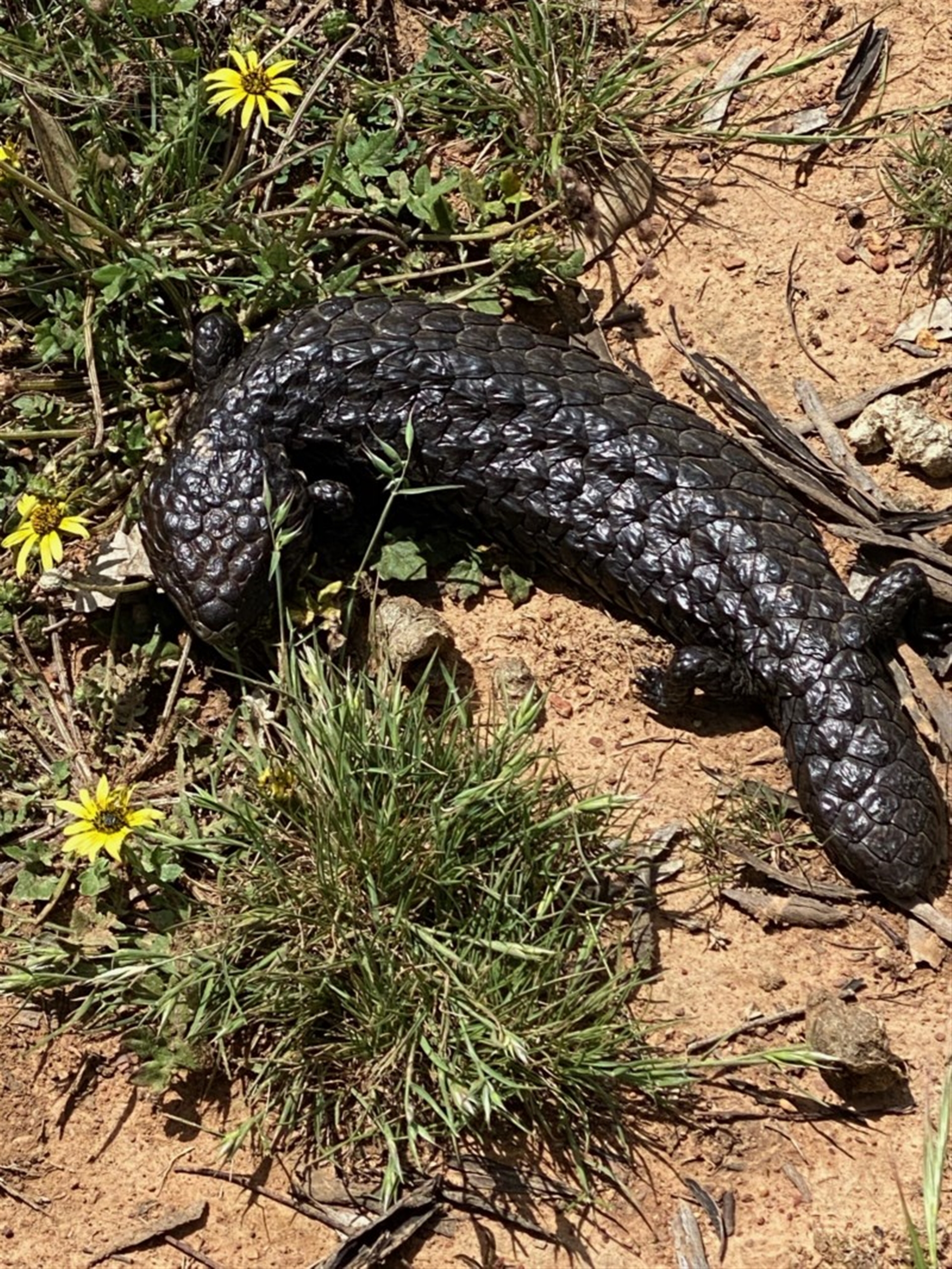 Tiliqua rugosa at Throsby, ACT Canberra Nature Map