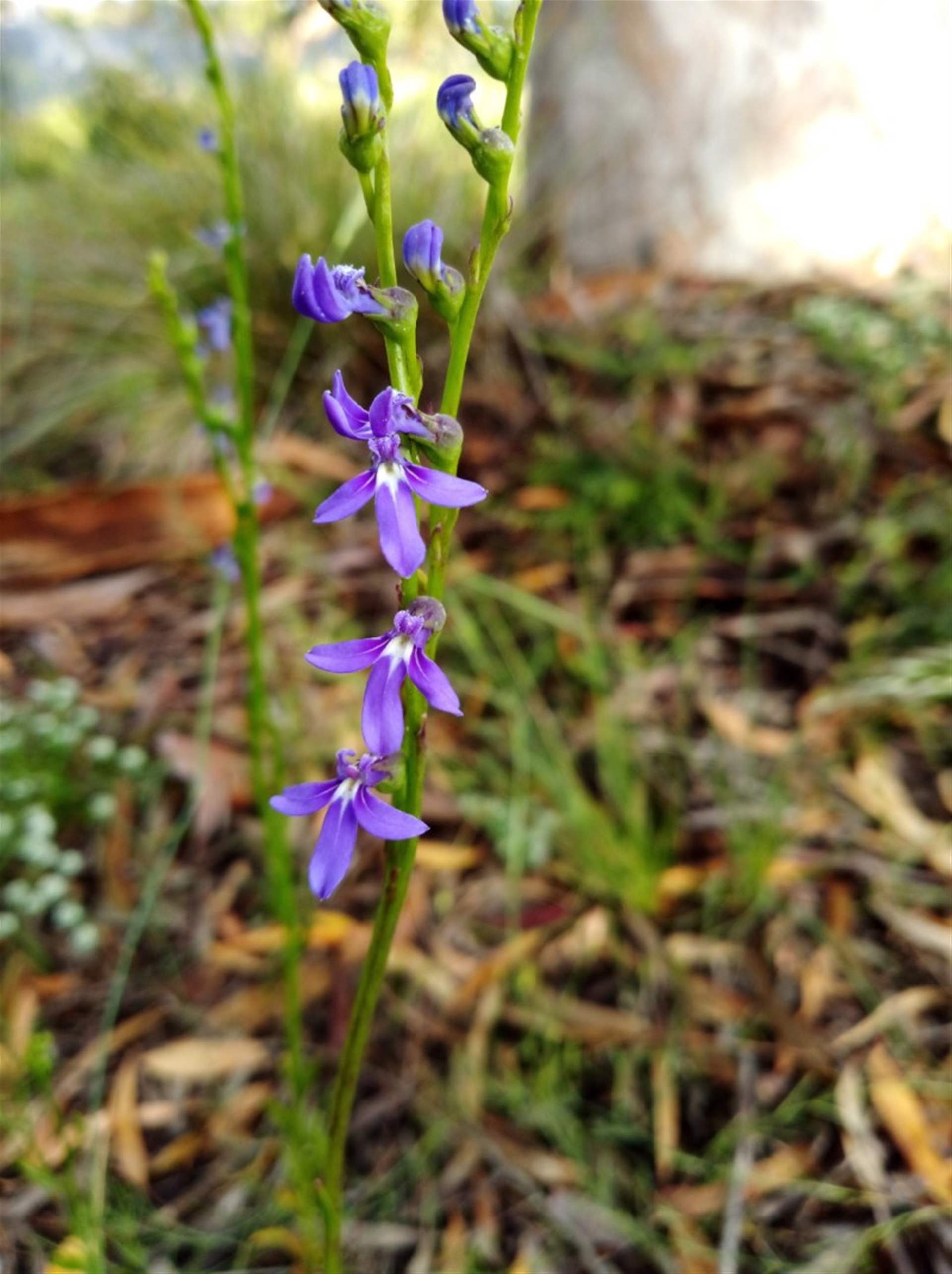 MichaelMulvaney, 2020, Lobelia gibbosa, https://naturemapr.org/sightings/4358822