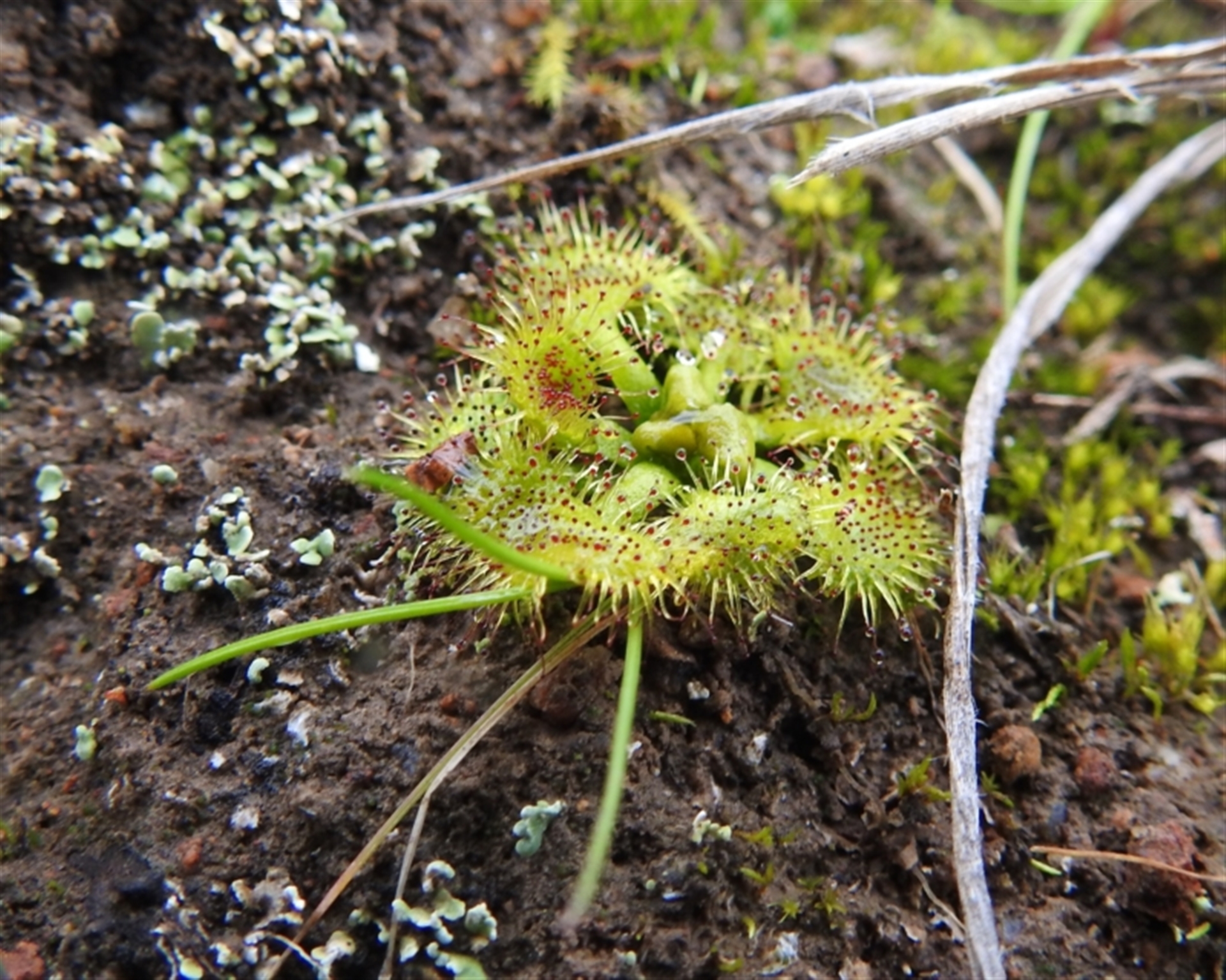 Drosera sp. at Tuggeranong DC, ACT Canberra Nature Map