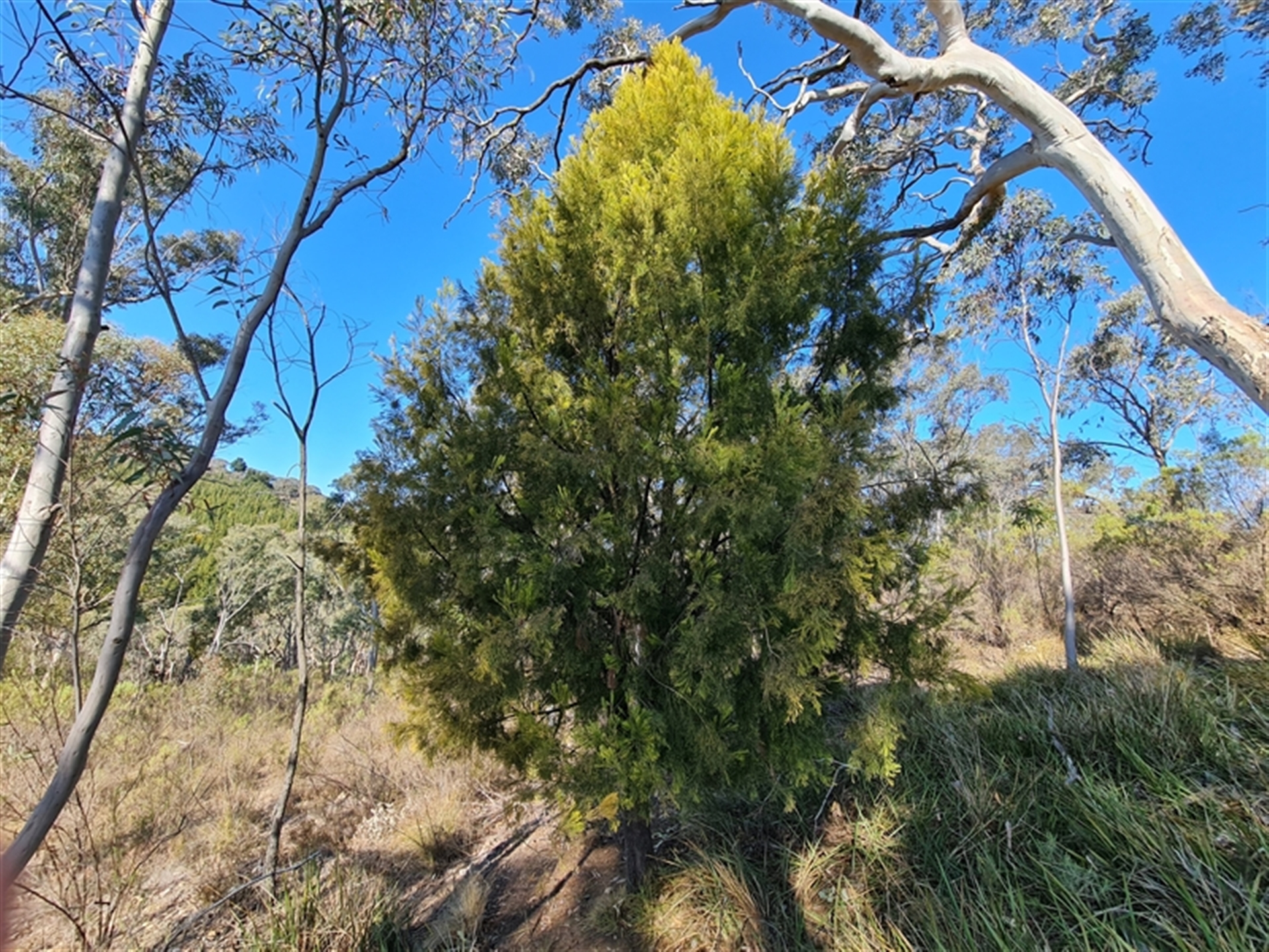 Mike, 2024, Exocarpos cupressiformis | Cherry Ballart, https://naturemapr.org/sightings/4597026.