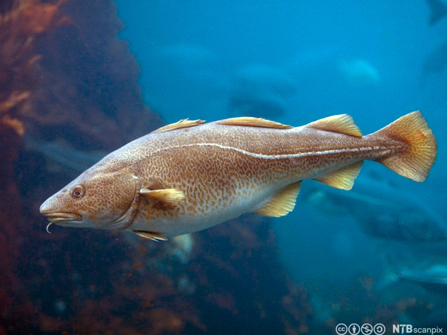 Forsøk Disseksjon av torsk Biologi 1 NDLA