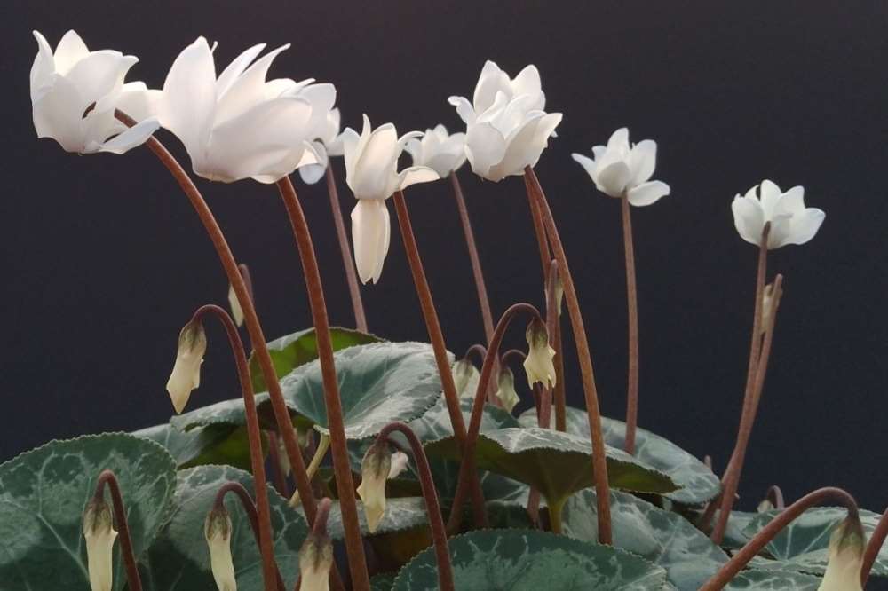 Join Plant Heritage Conserving the diversity of garden