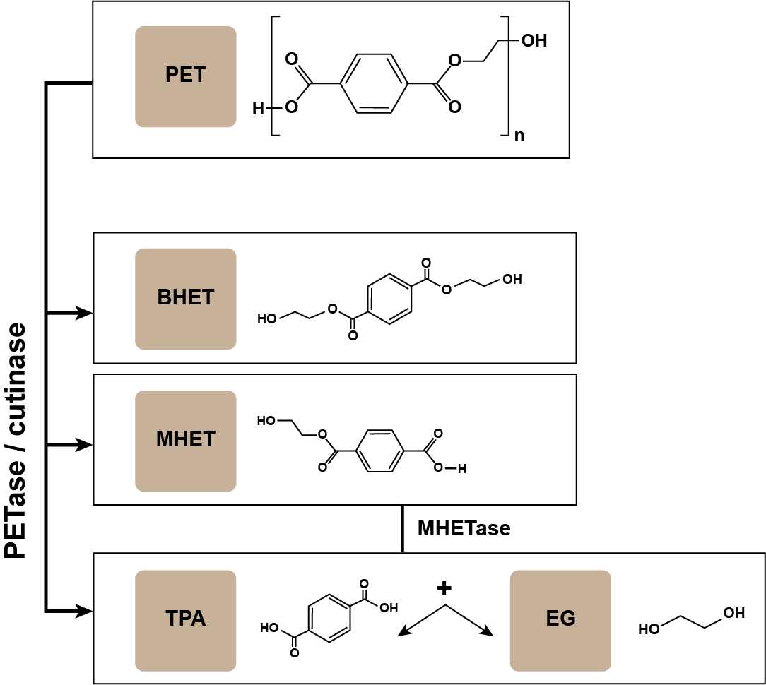 Polymerupdate Academy Tackling PET Waste with Enzymatic Hydrolysis