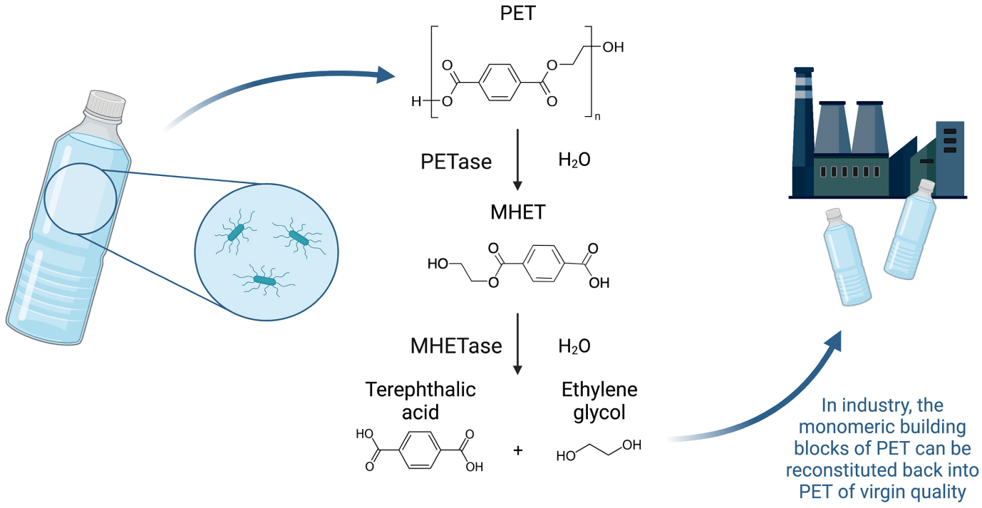 Polymerupdate Academy Tackling PET Waste with Enzymatic Hydrolysis
