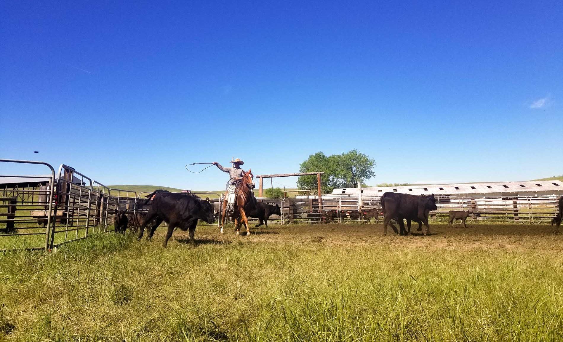 Scott Land & Livestock