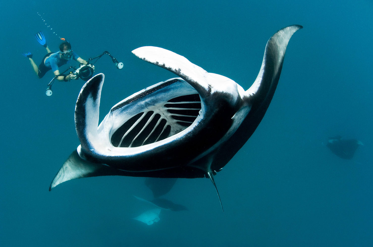 Underwater Giants The Magnificent Manta Rays of the Maldives Time