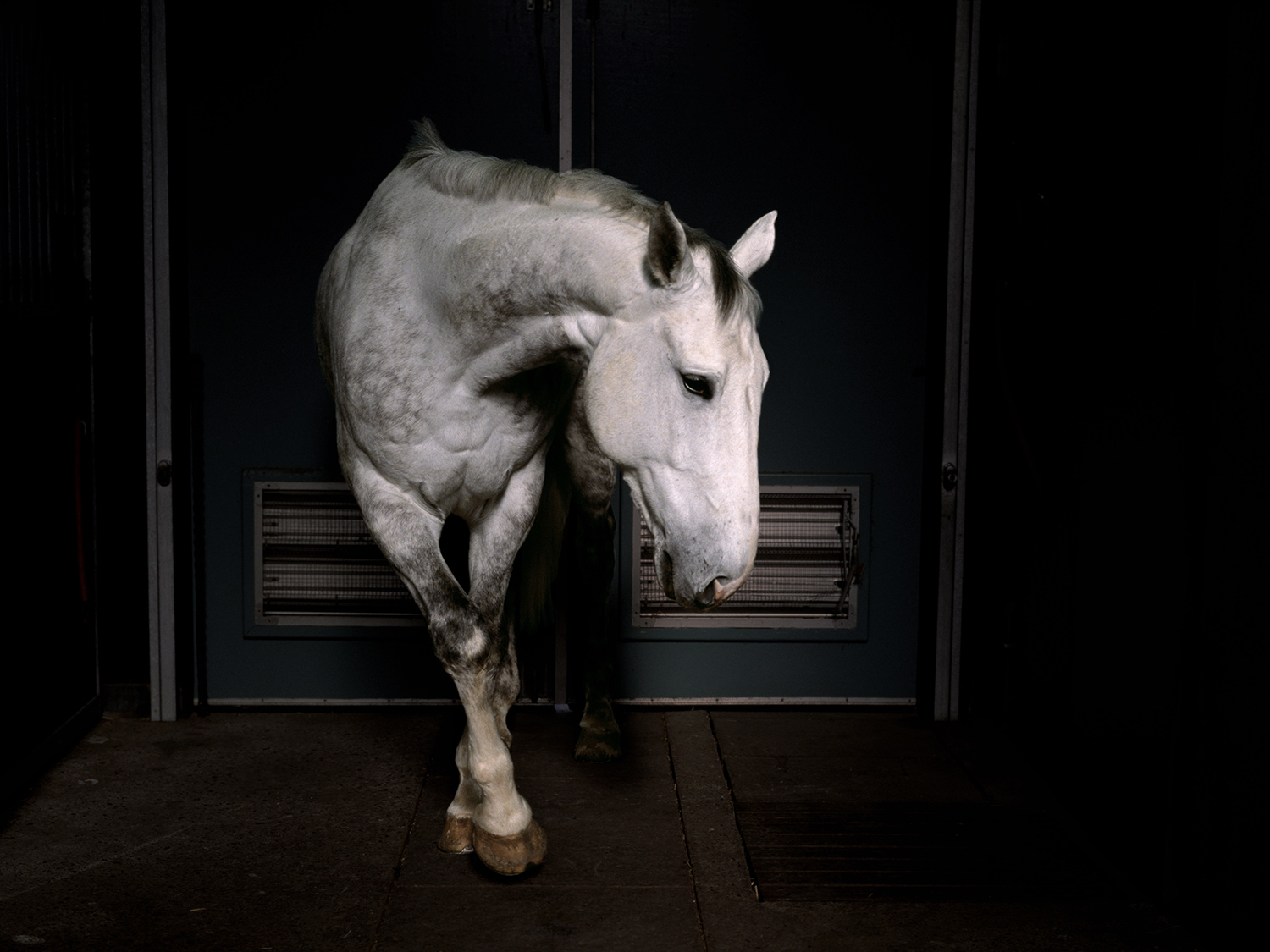 The Heart of a Beast Charlotte Dumas' Poignant Animal Photography TIME