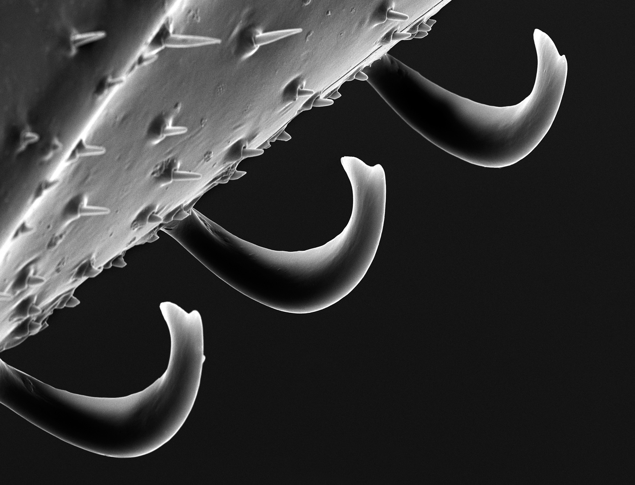 The Bee, Magnified Microscopic Photography by RoseLynn Fisher Time