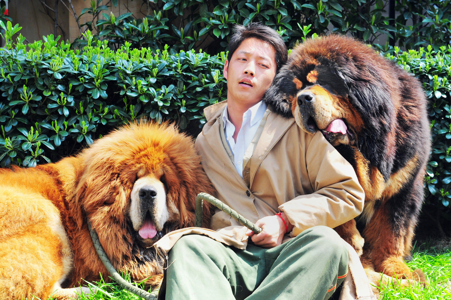 2 Million Tibetan Mastiff China TIME