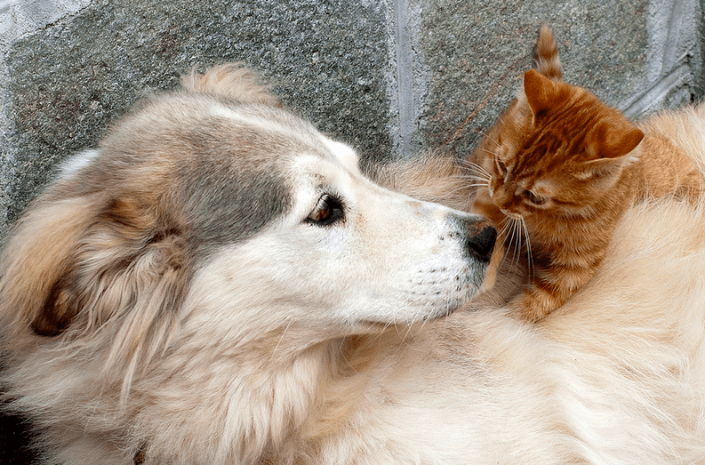 College Survey Finds That Cat Lovers Are Smarter Than Dog Fans | Time
