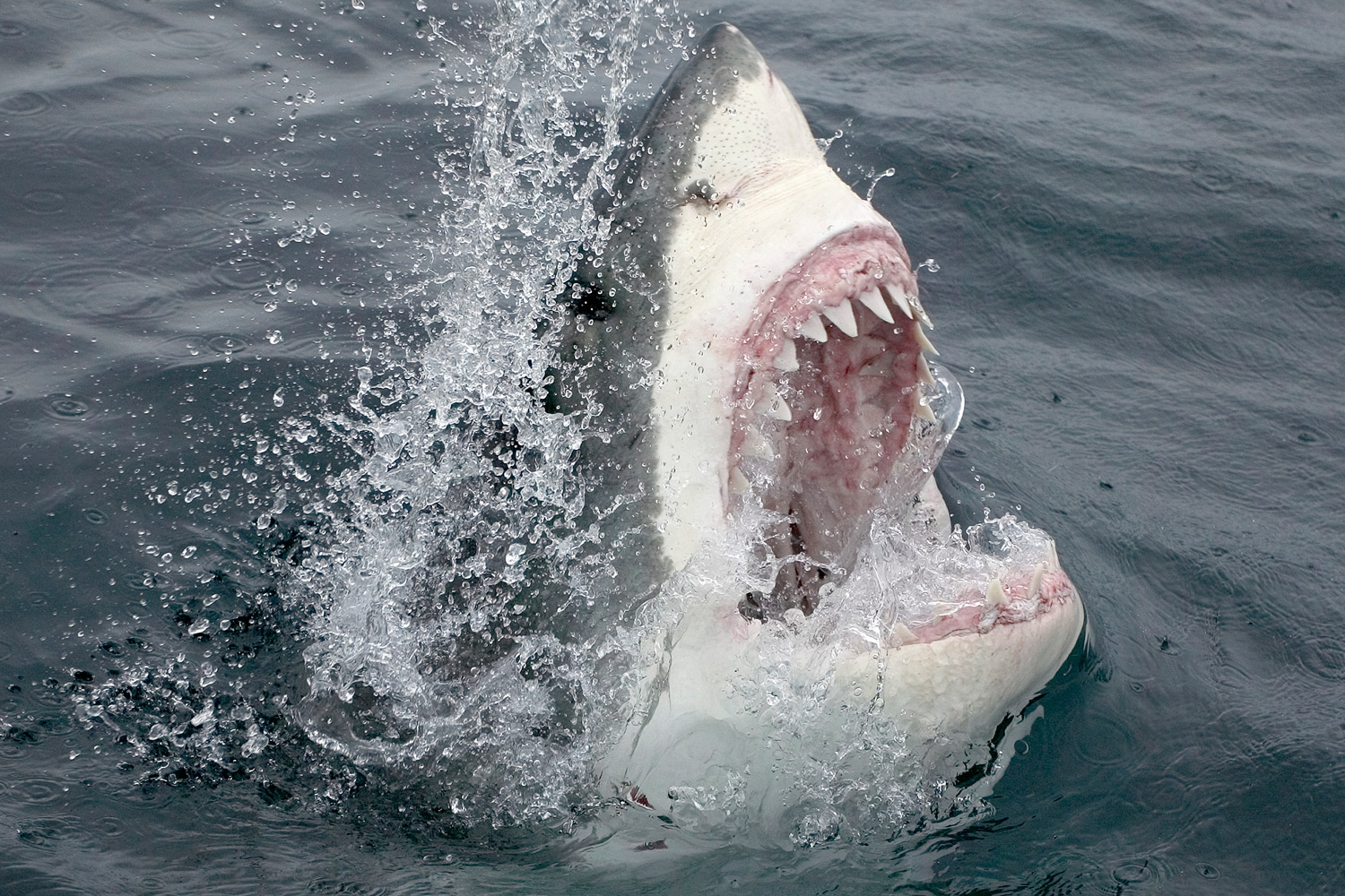 Great White Shark Off New Jersey Southern Coast Video Time