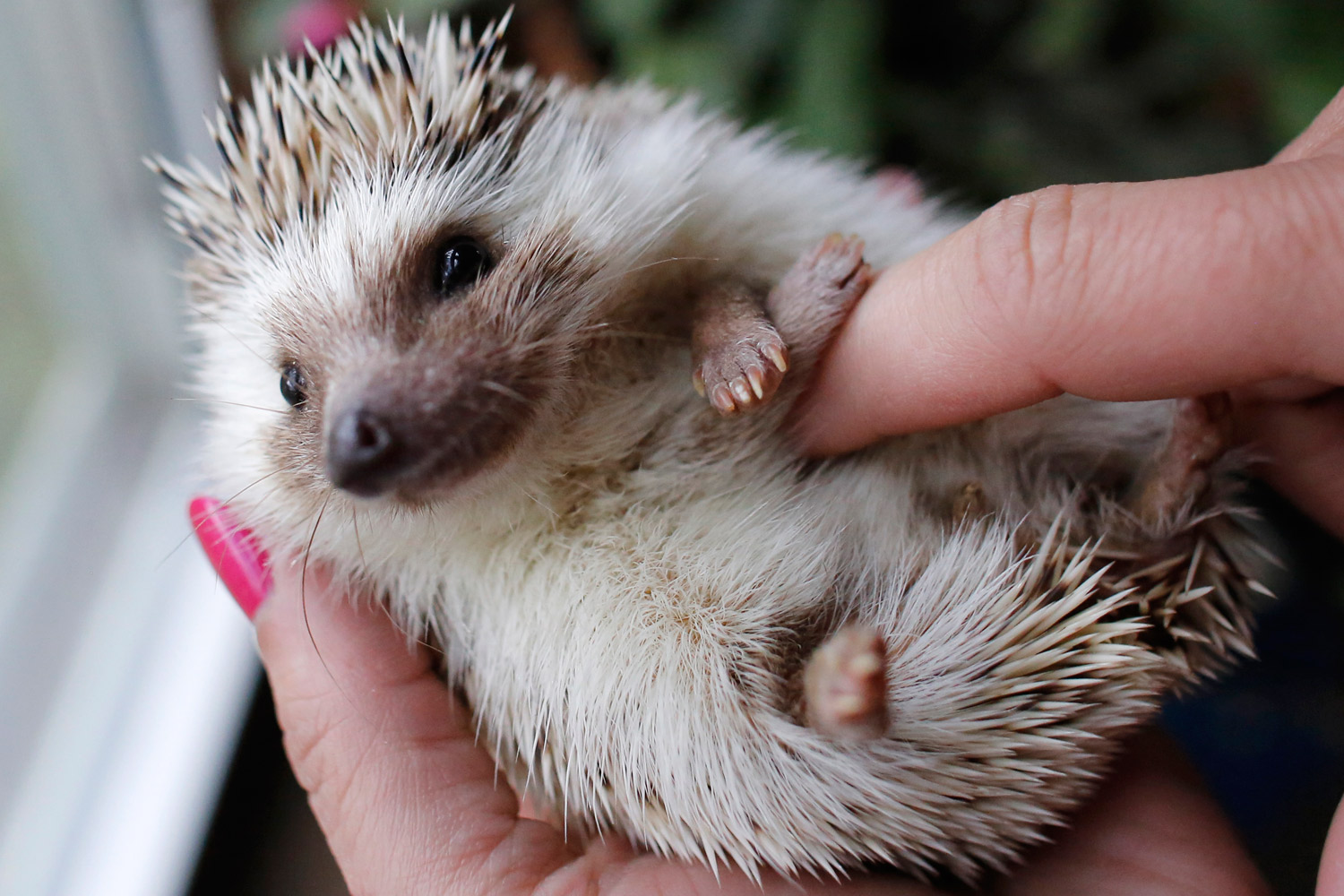 Cute Hedgehog Pictures The Cutest Hedgehogs on the Time