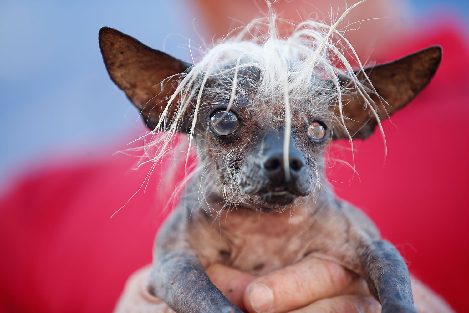 World's Ugliest Dog A 2Yearold Burn Victim Named Peanut Time