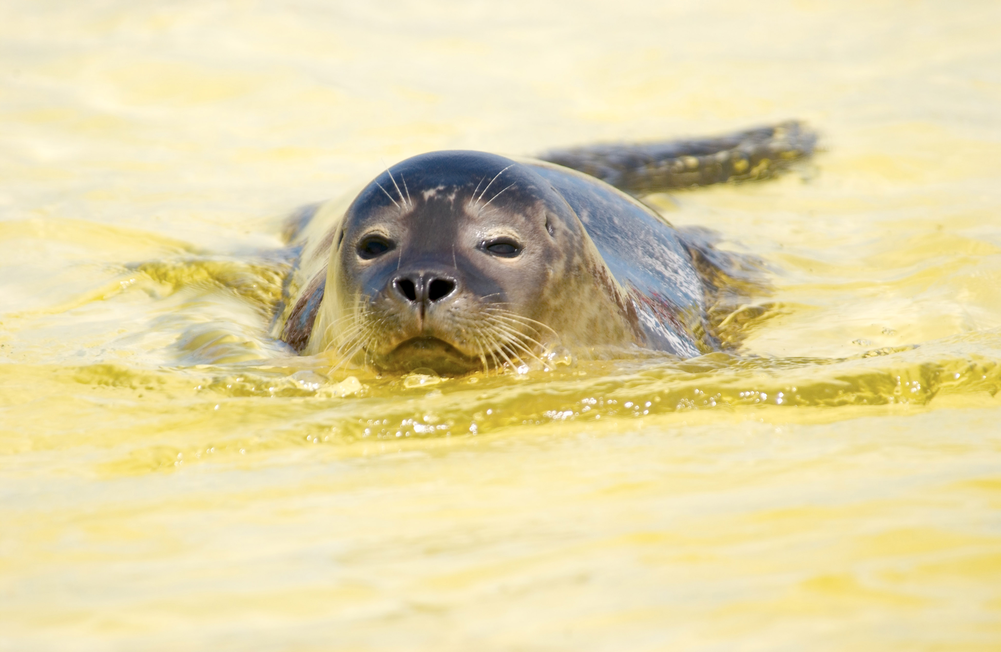 GoPro Video Baby Seal Pup Goes Surfing In England TIME