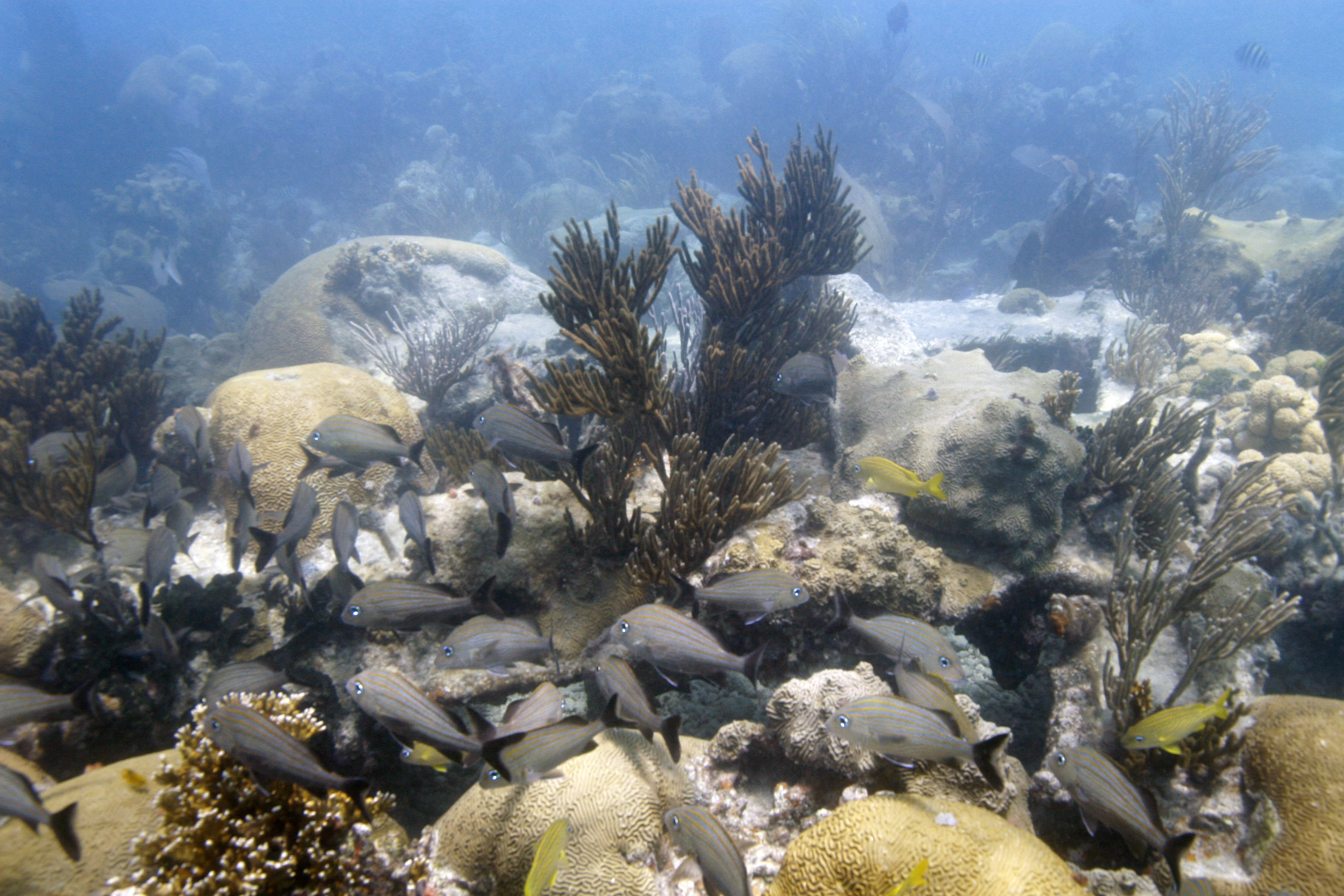 Baby Coral and Fish Know When a Reef Has Gone Bad TIME