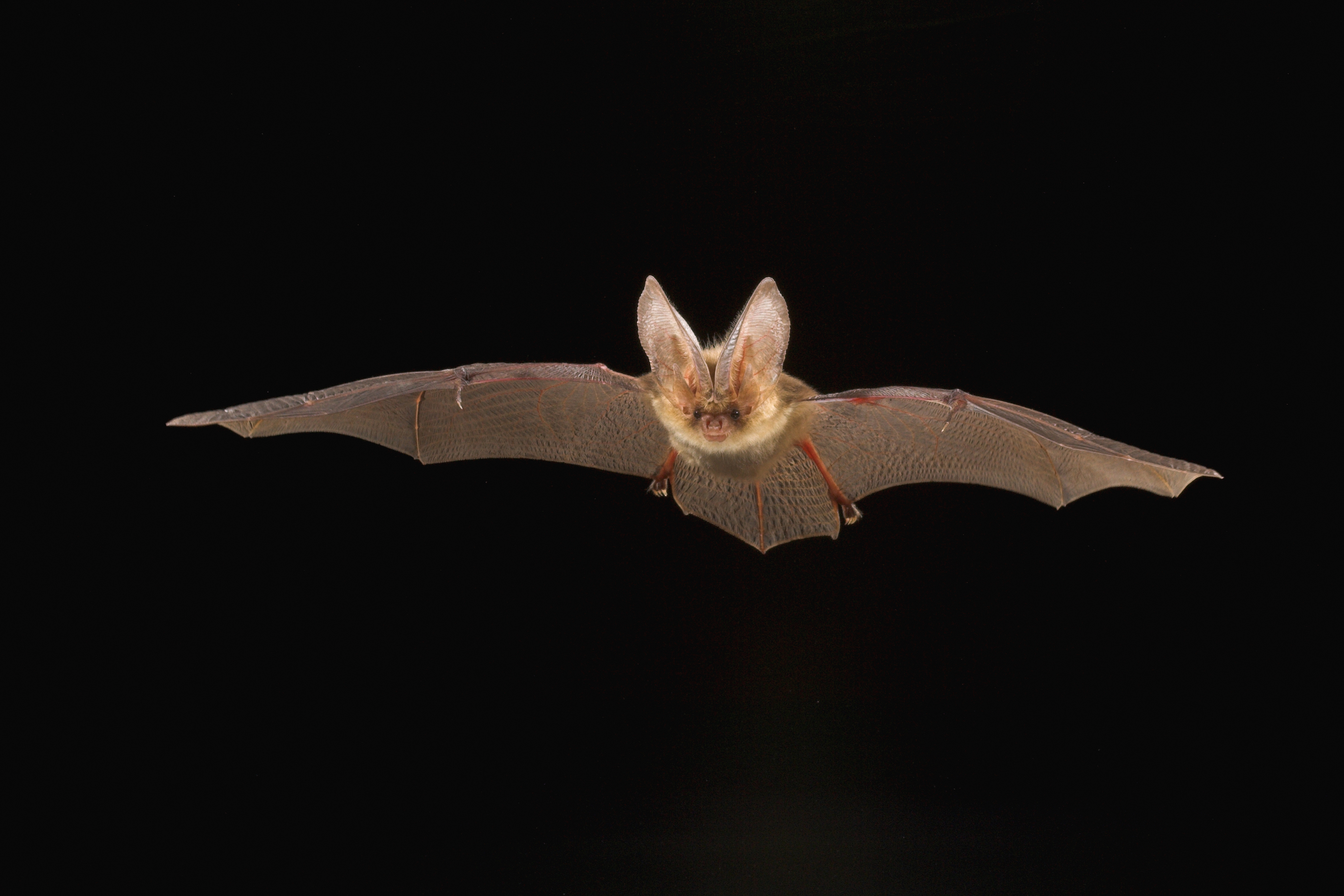 Study Shows Bats Jam Each Other's Sonar to Snatch Best Prey TIME