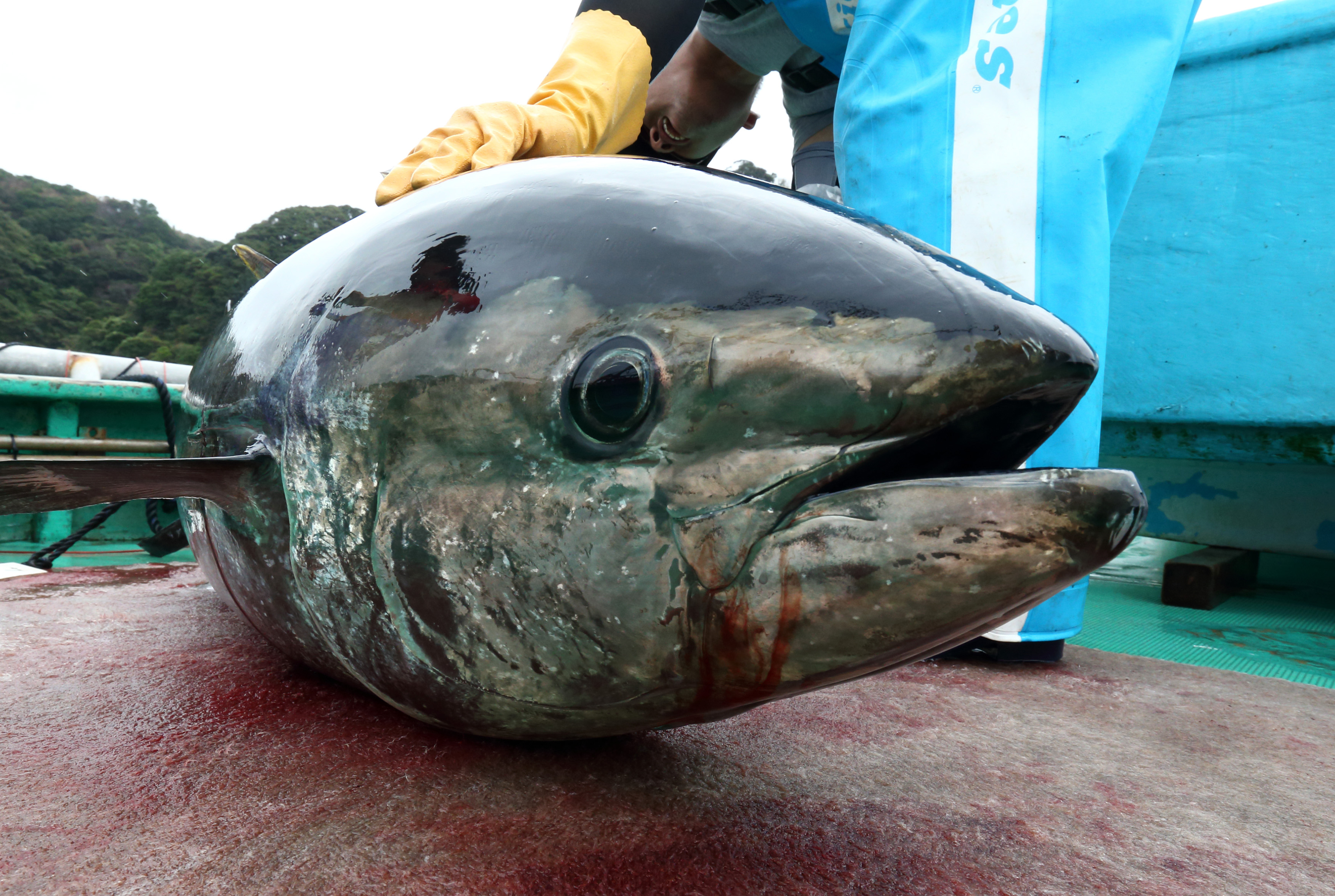 Pacific Bluefin Tuna Near Extinction, Conservationists Warn TIME
