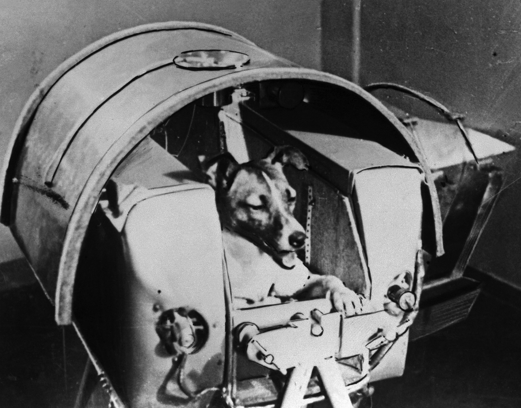 Laika the Cosmonaut Dog USSR sends first living creature into orbit TIME