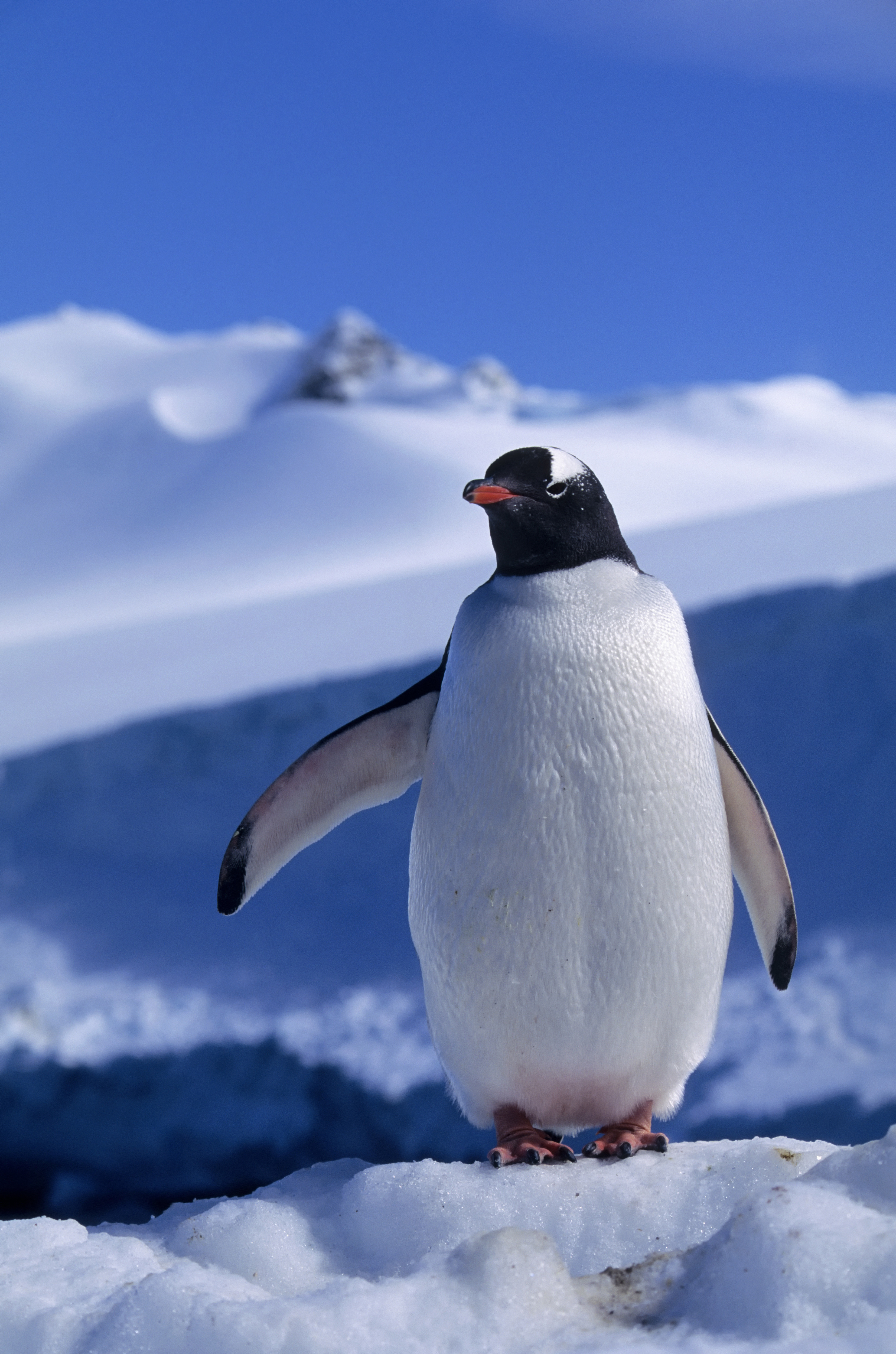 Antarctic Tourism Could Expose Penguins to New Diseases, Study Warns Time
