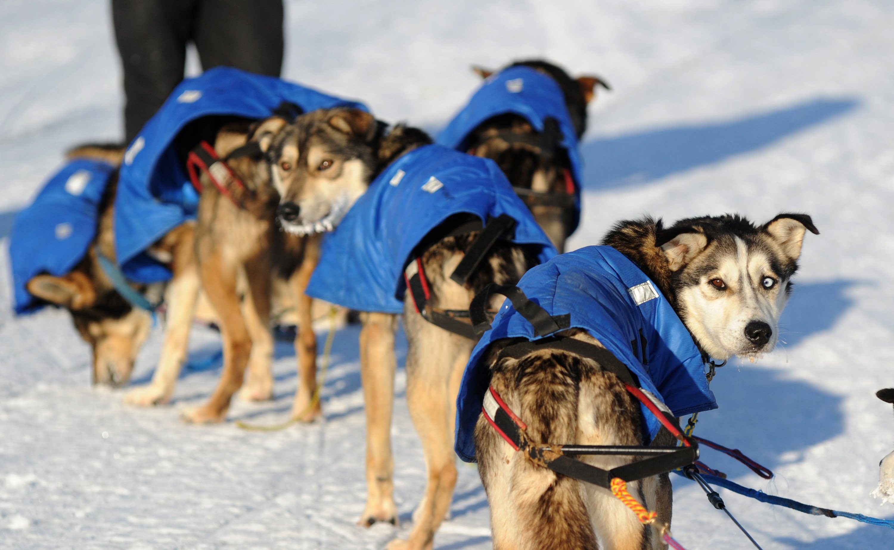 Sled Dogs Racing