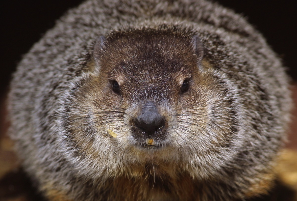 How Groundhog Day History Involves Eating the Groundhog TIME