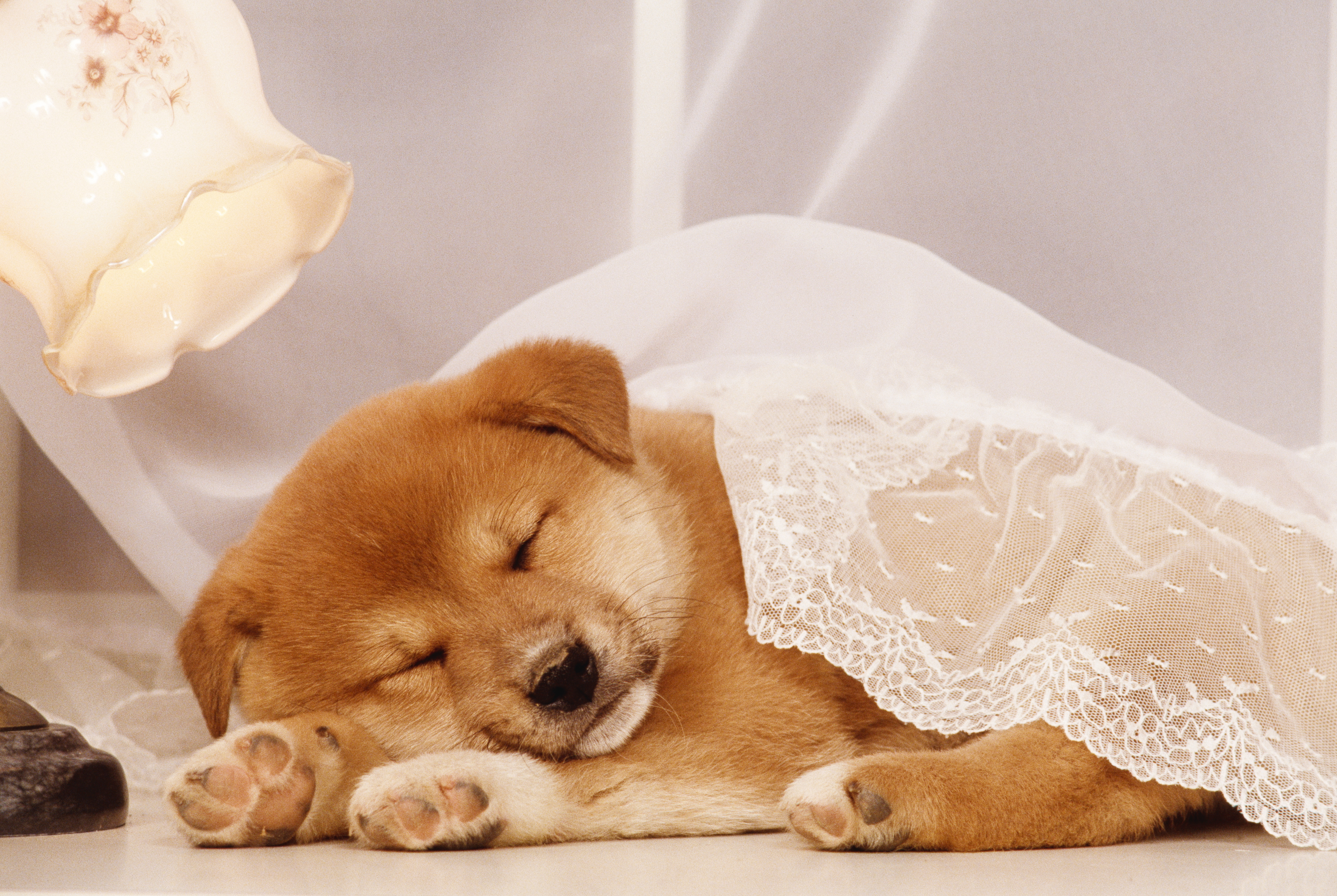 World Sleep Day Videos of Cute Animals Sleeping Time
