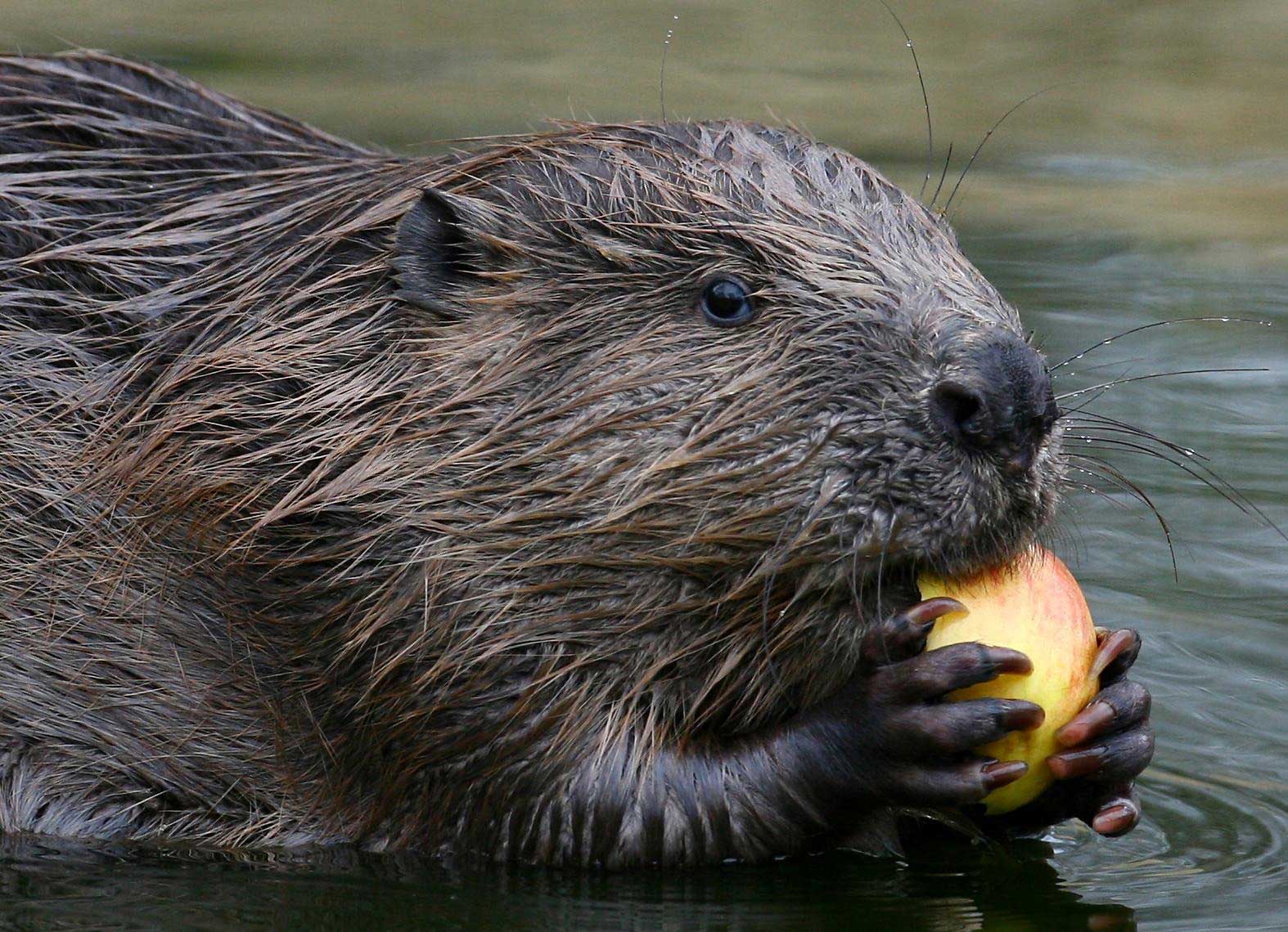 Beaver Colony in England to Be Returned to Habitat TIME