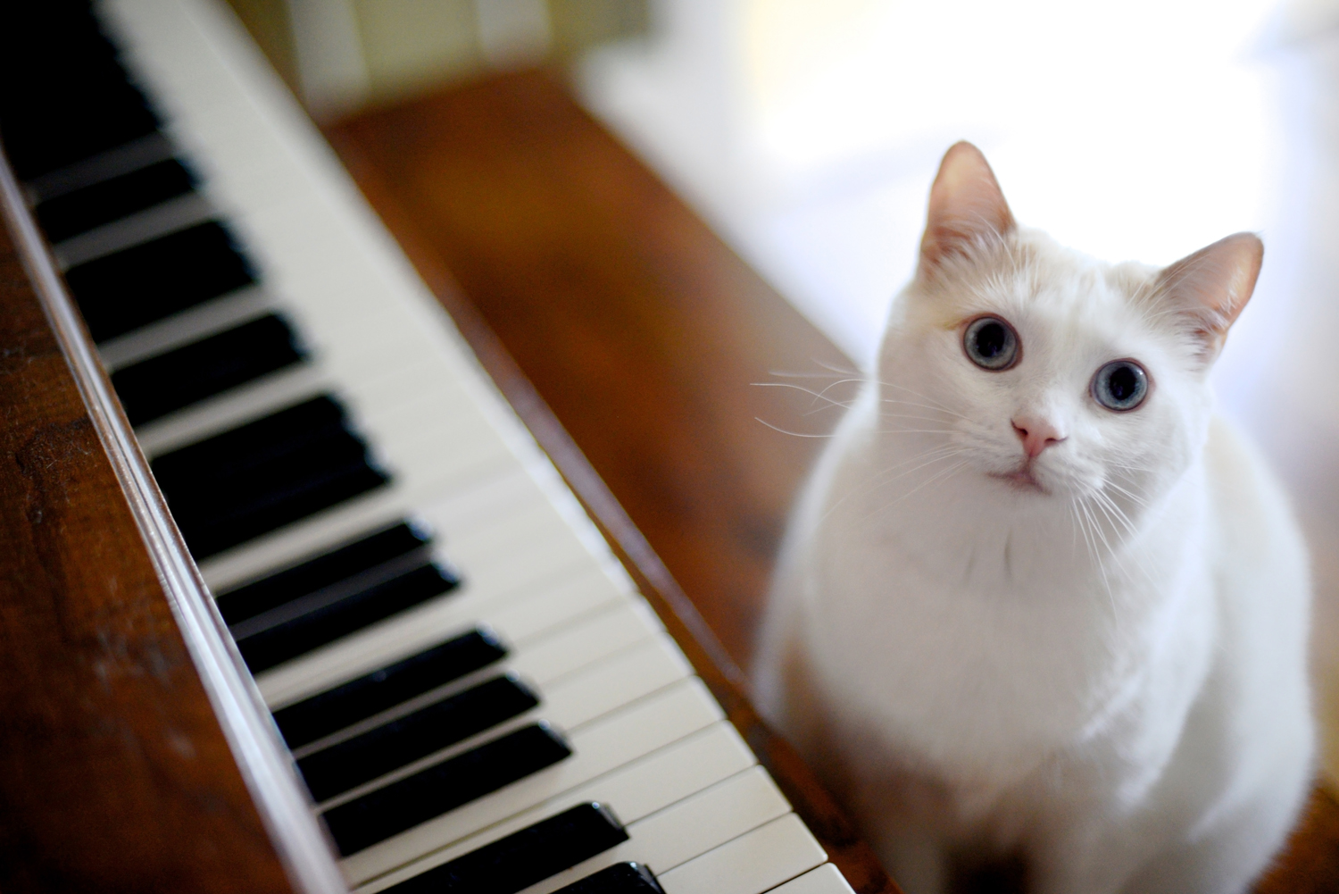 Cats Prefer Classical Music While Having Surgery TIME
